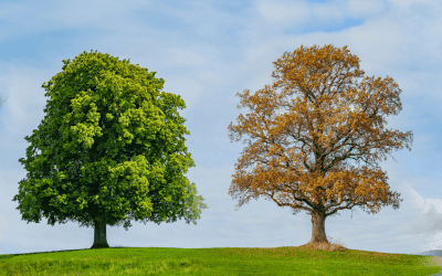 Quelle est la meilleure saison pour faire une greffe capillaire ? – Bella Hair Clinic
