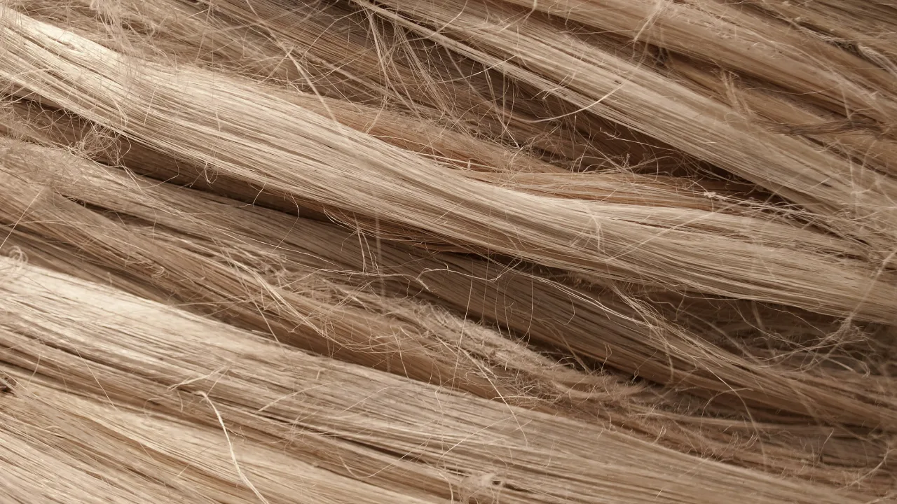 cheveux cassants ou chute de cheveux