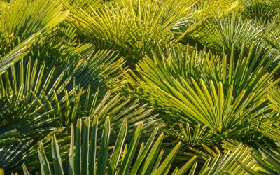 Saw palmetto : un allié naturel contre la chute de cheveux ?