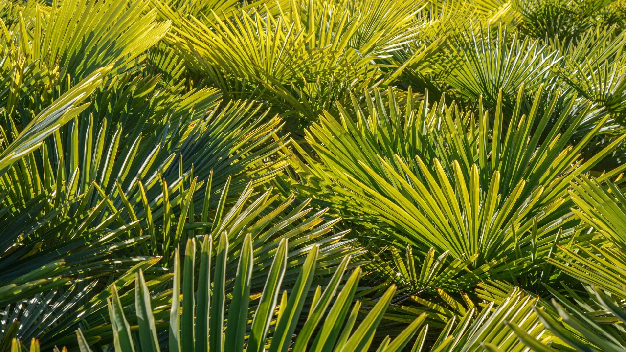saw palmetto